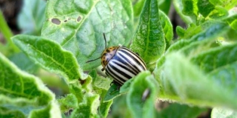 Štetočine krompira i njihova kontrola